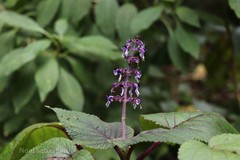 Plectranthus malabaricus
